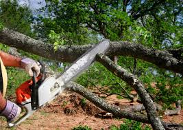 Best Tree Preservation Services  in Delafield, WI